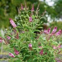 Spring Hill Nurseries 4 in. Pot Perfect Pyramid Pink Flowering Butterfly Bush Live Deciduous Plant