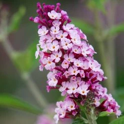 Spring Hill Nurseries 4 in. Pot Perfect Pyramid Pink Flowering Butterfly Bush Live Deciduous Plant -Spring Hill Nurseries Shop spring hill nurseries bushes 77201 c3 1000