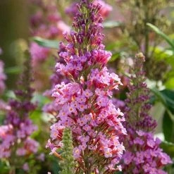 Spring Hill Nurseries 4 in. Pot Le Petit Pink Flowering Butterfly Bush (Buddleia) Live Deciduous Plant