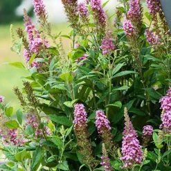 Spring Hill Nurseries 4 in. Pot Le Petit Pink Flowering Butterfly Bush (Buddleia) Live Deciduous Plant -Spring Hill Nurseries Shop spring hill nurseries bushes 77202 c3 1000