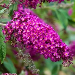 Spring Hill Nurseries 4 in. Pot Magenta Darling Butterfly Bush (Buddleia) Live Deciduous Plant