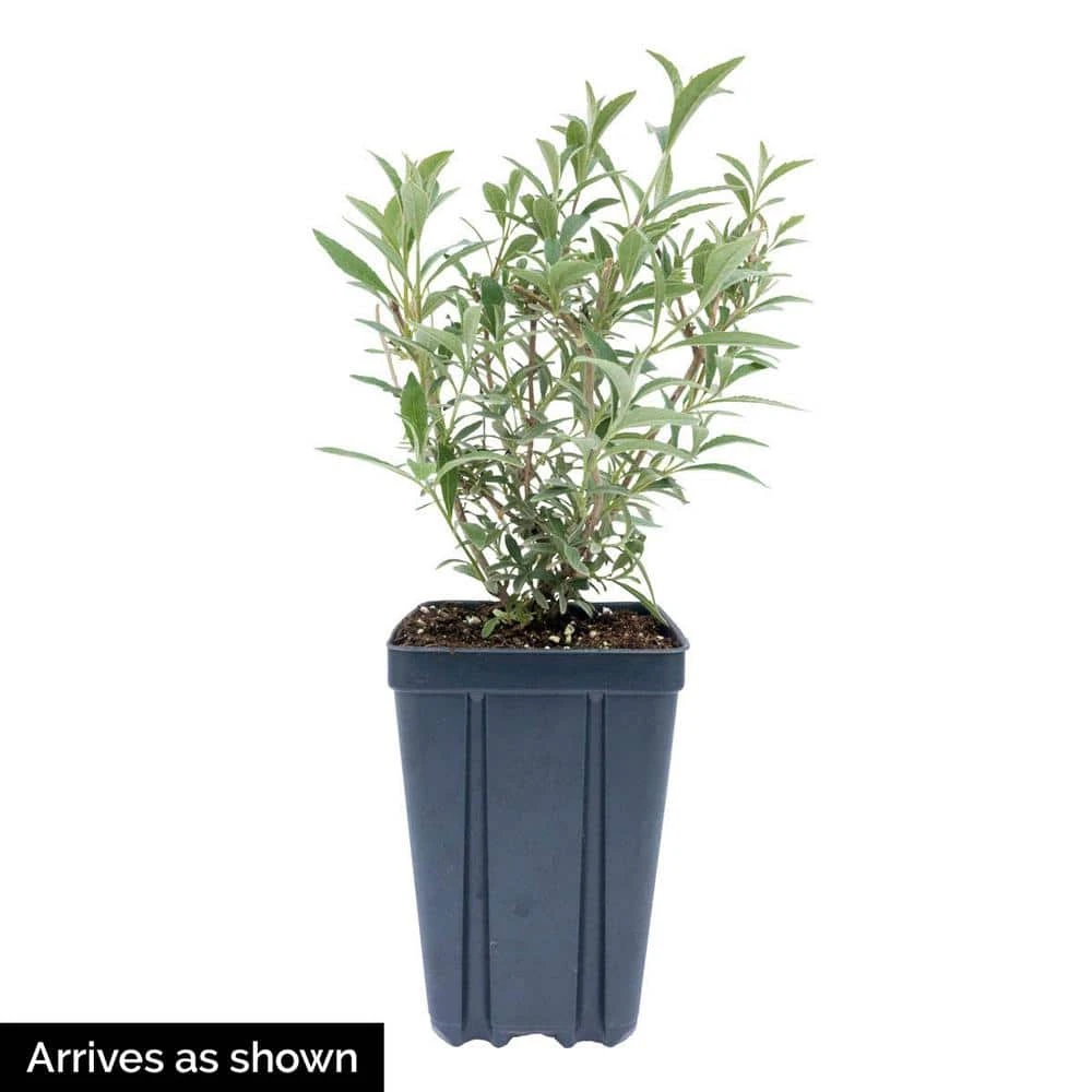 Spring Hill Nurseries 4 in. Pot Magenta Darling Butterfly Bush (Buddleia) Live Deciduous Plant 2 Spring Hill Nurseries 4 in. Pot Magenta Darling Butterfly Bush (Buddleia) Live Deciduous Plant - Image 2