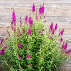 Spring Hill Nurseries 4 in. Pot Color Crush Butterfly Bush (Buddleia) Live Deciduous Flowering Shrub (1-Pack) -Spring Hill Nurseries Shop spring hill nurseries bushes 77302 c3 1000