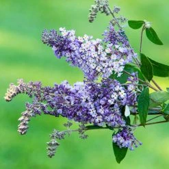 Spring Hill Nurseries 4 in. Pot Summer of Love Butterfly Bush (Buddleia) Live Decidous Flowering Shrub (1-Pack) -Spring Hill Nurseries Shop spring hill nurseries bushes 77303 4f 1000
