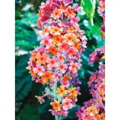 Spring Hill Nurseries 4 In. Pot Rainbow Butterfly Bush (Buddleia) Multicolor Flowering Perennial Plant (1-Pack) -Spring Hill Nurseries Shop spring hill nurseries bushes 79954 4f 1000
