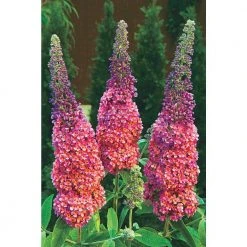 Spring Hill Nurseries 4 In. Pot Rainbow Butterfly Bush (Buddleia) Multicolor Flowering Perennial Plant (1-Pack)