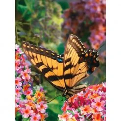 Spring Hill Nurseries 4 In. Pot Rainbow Butterfly Bush (Buddleia) Multicolor Flowering Perennial Plant (1-Pack) -Spring Hill Nurseries Shop spring hill nurseries bushes 79954 c3 1000