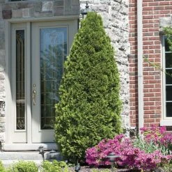 Spring Hill Nurseries 2.25 Gal. Pot Emerald Green Arborvitae (Thuja), Live Evergreen Shrub (1-Pack) -Spring Hill Nurseries Shop spring hill nurseries bushes 82269 4f 1000