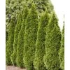 Spring Hill Nurseries 2.25 Gal. Pot Emerald Green Arborvitae (Thuja), Live Evergreen Shrub (1-Pack)