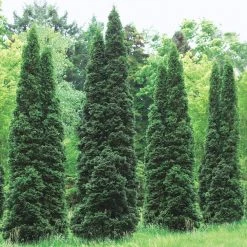 Spring Hill Nurseries 2.25 Gal. Pot Emerald Green Arborvitae (Thuja), Live Evergreen Shrub (1-Pack) -Spring Hill Nurseries Shop spring hill nurseries bushes 82269 c3 1000