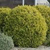 Spring Hill Nurseries 1.50 Gal. Pot Golden Globe Arborvitae (Thuja), Live Evergreen Shrub (1-Pack)