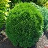 Spring Hill Nurseries 1.50 Gal. Pot Little Giant Globe Arborvitae (Thuja), Live Evergreen Shrub (1-Pack)