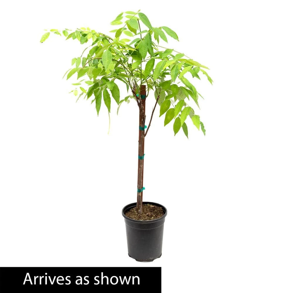 Spring Hill Nurseries Amethyst Falls Wisteria, Live Bareroot Vining Plant, Flowers Purple (1-Pack) 2 Spring Hill Nurseries Amethyst Falls Wisteria, Live Bareroot Vining Plant, Flowers Purple (1-Pack) - Image 2