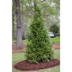 Spring Hill Nurseries 12 in. to 18 in. tall Green Giant Arborvitae (Thuja), Live Bareroot Evergreen Plant (1-Pack) -Spring Hill Nurseries Shop spring hill nurseries bushes 82856 4f 1000