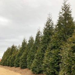 Spring Hill Nurseries 12 in. to 18 in. tall Green Giant Arborvitae (Thuja) Starter Hedge Kit, Live Bareroot Evergreen Plants (5-Pack) 9 Spring Hill Nurseries 12 in. to 18 in. tall Green Giant Arborvitae (Thuja) Starter Hedge Kit, Live Bareroot Evergreen Plants (5-Pack) -Spring Hill Nurseries Shop spring hill nurseries bushes 82857 c3 1000