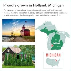 Spring Hill Nurseries 12 in. to 18 in. tall Green Giant Arborvitae (Thuja) Starter Hedge Kit, Live Bareroot Evergreen Plants (5-Pack) 12 Spring Hill Nurseries 12 in. to 18 in. tall Green Giant Arborvitae (Thuja) Starter Hedge Kit, Live Bareroot Evergreen Plants (5-Pack) -Spring Hill Nurseries Shop spring hill nurseries bushes 82857 fa 1000