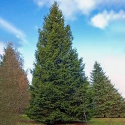 Spring Hill Nurseries 12 in. to 18 in. tall Norway Spruce (Picea), Live Bareroot Evergreen Tree (1-Pack) 9 Spring Hill Nurseries 12 in. to 18 in. tall Norway Spruce (Picea), Live Bareroot Evergreen Tree (1-Pack) -Spring Hill Nurseries Shop spring hill nurseries bushes 82879 4f 1000
