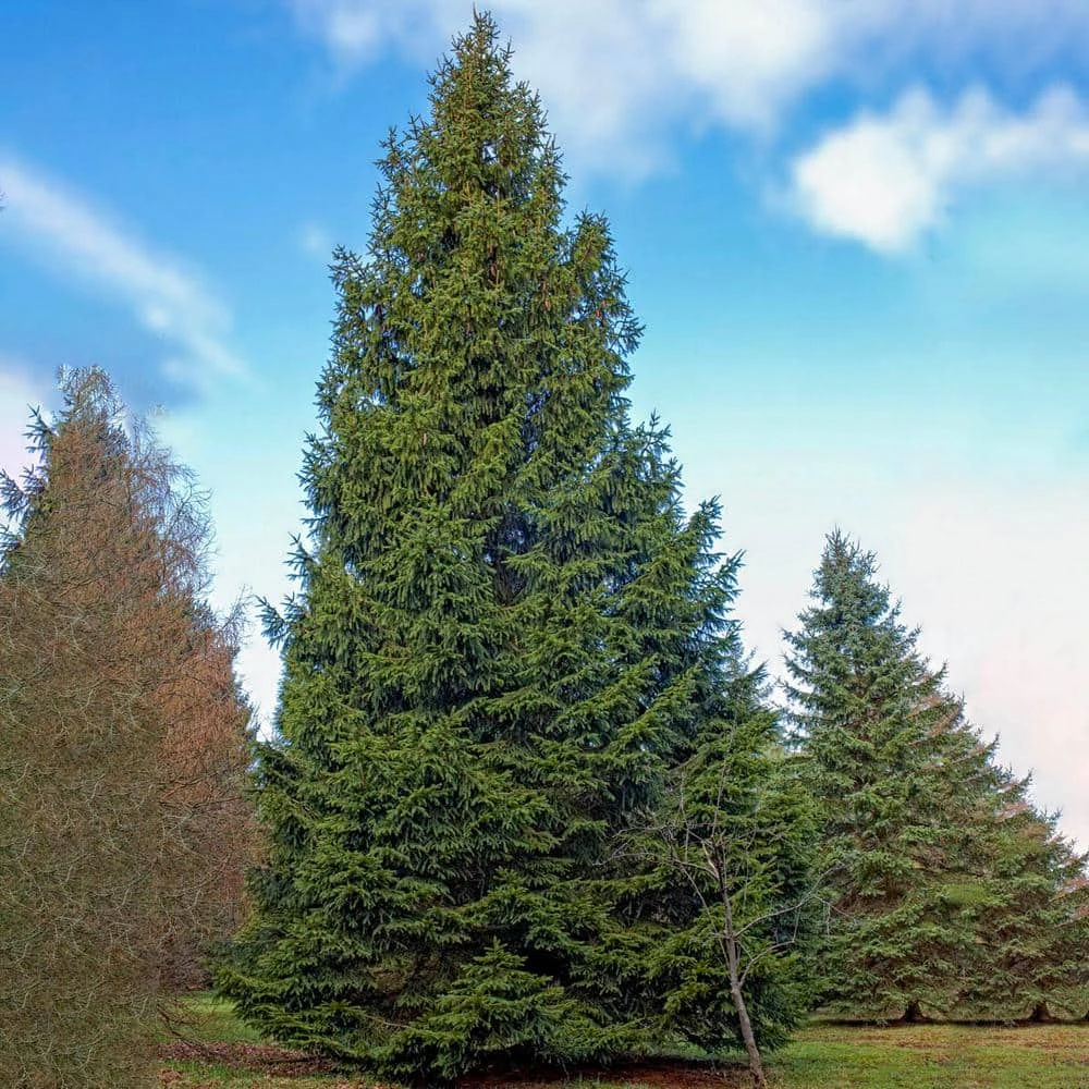 Spring Hill Nurseries 12 in. to 18 in. tall Norway Spruce (Picea), Live Bareroot Evergreen Tree (1-Pack) 4 Spring Hill Nurseries 12 in. to 18 in. tall Norway Spruce (Picea), Live Bareroot Evergreen Tree (1-Pack) - Image 4