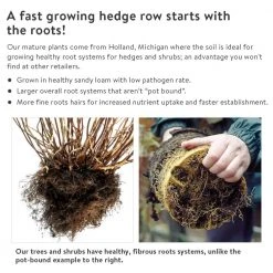 Spring Hill Nurseries 12 in. to 18 in. tall White Spruce (Picea), Live Bareroot Evergreen Tree (1-Pack) 8 Spring Hill Nurseries 12 in. to 18 in. tall White Spruce (Picea), Live Bareroot Evergreen Tree (1-Pack) -Spring Hill Nurseries Shop spring hill nurseries bushes 82881 1f 1000