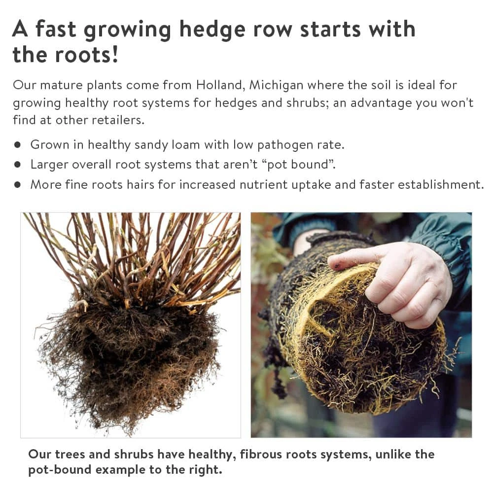 Spring Hill Nurseries 12 in. to 18 in. tall White Spruce (Picea), Live Bareroot Evergreen Tree (1-Pack) 4 Spring Hill Nurseries 12 in. to 18 in. tall White Spruce (Picea), Live Bareroot Evergreen Tree (1-Pack) - Image 4