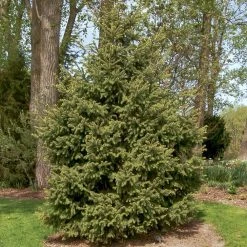 Spring Hill Nurseries 12 in. to 18 in. tall White Spruce (Picea), Live Bareroot Evergreen Tree (1-Pack) 7 Spring Hill Nurseries 12 in. to 18 in. tall White Spruce (Picea), Live Bareroot Evergreen Tree (1-Pack) -Spring Hill Nurseries Shop spring hill nurseries bushes 82881 c3 1000
