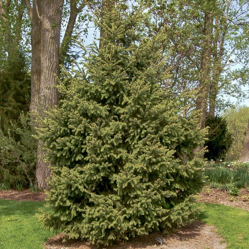 Spring Hill Nurseries 12 in. to 18 in. tall White Spruce (Picea), Live Bareroot Evergreen Tree (1-Pack) 3 Spring Hill Nurseries 12 in. to 18 in. tall White Spruce (Picea), Live Bareroot Evergreen Tree (1-Pack) - Image 3