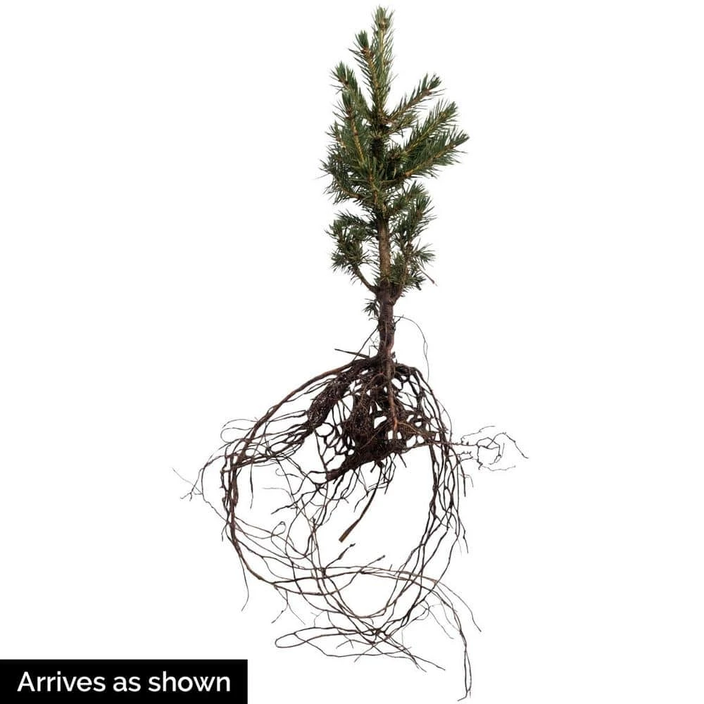 Spring Hill Nurseries 12 in. to 18 in. tall White Spruce (Picea), Live Bareroot Evergreen Tree (1-Pack) 2 Spring Hill Nurseries 12 in. to 18 in. tall White Spruce (Picea), Live Bareroot Evergreen Tree (1-Pack) - Image 2
