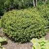 Spring Hill Nurseries 1.50 Gal. Pot Densiformis Spreading Yew (Taxus), Live Evergreen Shrub (1-Pack)