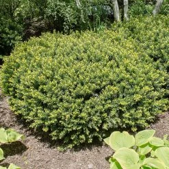Spring Hill Nurseries 1.50 Gal. Pot Densiformis Spreading Yew (Taxus), Live Evergreen Shrub (1-Pack)