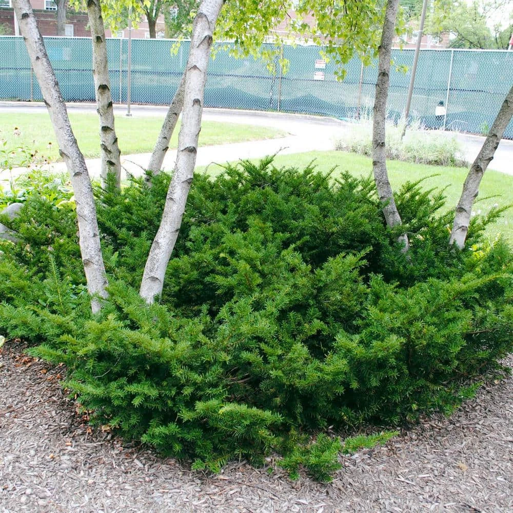 Spring Hill Nurseries 2.25 Gal. Pot Tautoni Spreading Yew (Taxus), Live Evergreen Shrub (1-Pack) 1 Spring Hill Nurseries 2.25 Gal. Pot Tautoni Spreading Yew (Taxus), Live Evergreen Shrub (1-Pack)