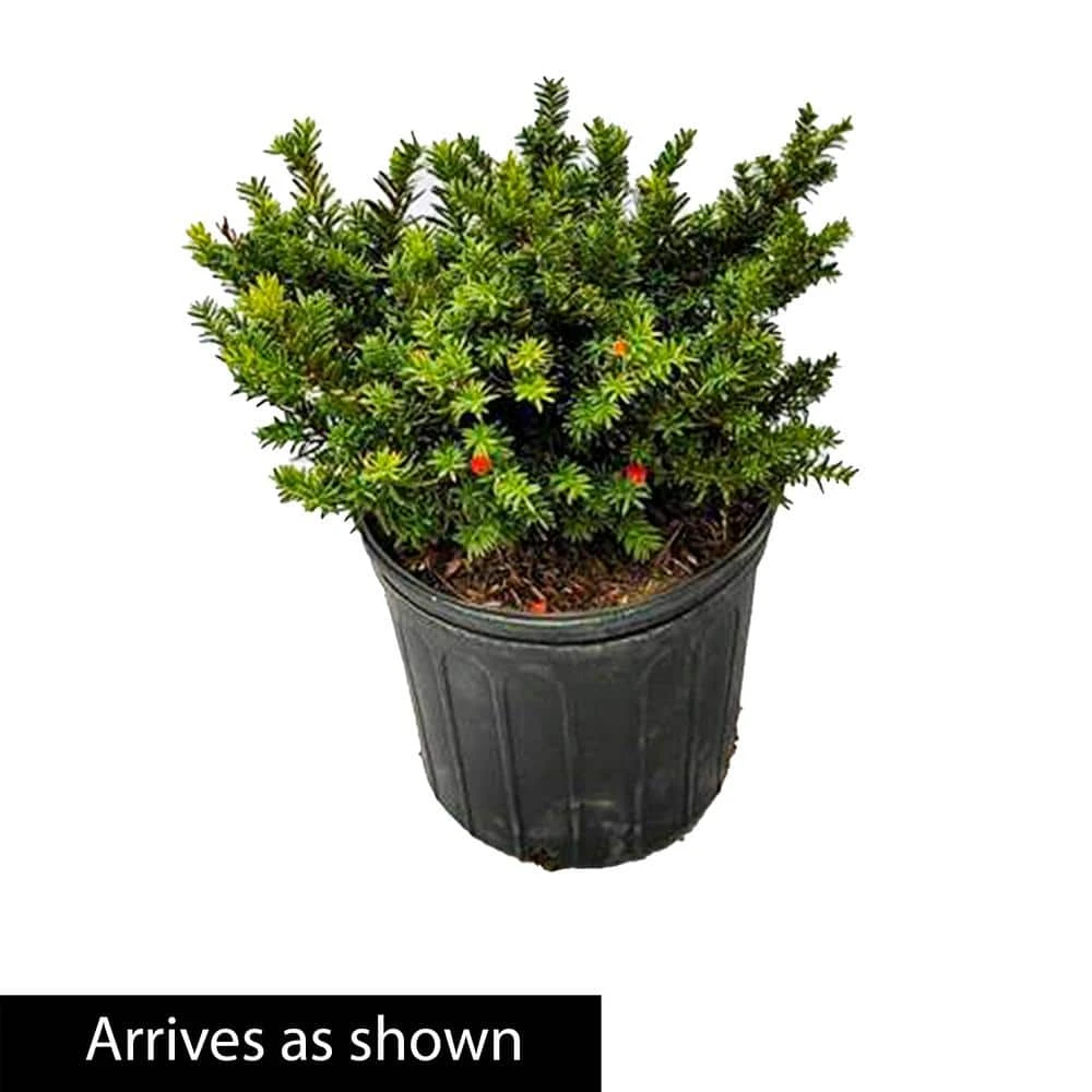 Spring Hill Nurseries 2.25 Gal. Pot Tautoni Spreading Yew (Taxus), Live Evergreen Shrub (1-Pack) 2 Spring Hill Nurseries 2.25 Gal. Pot Tautoni Spreading Yew (Taxus), Live Evergreen Shrub (1-Pack) - Image 2
