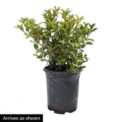 Spring Hill Nurseries 2.50 Qt. Pot Blue Prince Holly (Ilex), Live Broadleaf Evergreen Shrub (1-Pack) -Spring Hill Nurseries Shop spring hill nurseries bushes 83471 1f 1000