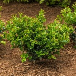 Spring Hill Nurseries 2.50 Qt. Pot Blue Prince Holly (Ilex), Live Broadleaf Evergreen Shrub (1-Pack) -Spring Hill Nurseries Shop spring hill nurseries bushes 83471 c3 1000