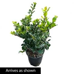Spring Hill Nurseries 1.50 Gal. Pot Royal Duet Holly (Ilex), Live Broadleaf Evergreen Shrub (1-Pack) -Spring Hill Nurseries Shop spring hill nurseries bushes 83526 1f 1000
