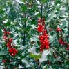 Spring Hill Nurseries 1.50 Gal. Pot Royal Duet Holly (Ilex), Live Broadleaf Evergreen Shrub (1-Pack)