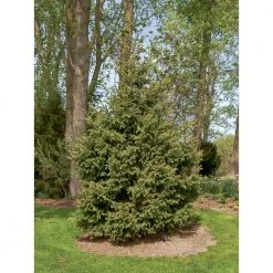 Spring Hill Nurseries 2.25 Gal. Pot White Spruce (Picea), Live Evergreen Shrub, Green Foliage (1-Pack) -Spring Hill Nurseries Shop spring hill nurseries bushes 83530 4f 1000