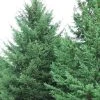 Spring Hill Nurseries 2.25 Gal. Pot White Spruce (Picea), Live Evergreen Shrub, Green Foliage (1-Pack)