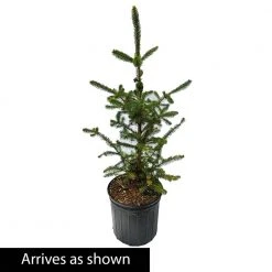 Spring Hill Nurseries 2.25 Gal. Pot White Spruce (Picea), Live Evergreen Shrub, Green Foliage (1-Pack) -Spring Hill Nurseries Shop spring hill nurseries bushes 83530 c3 1000