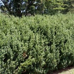 Spring Hill Nurseries 2.25 Gal. Pot Green Mountain Boxwood (Buxus), Live Broadleaf Evergreen Shrub (1-Pack)