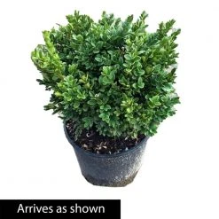 Spring Hill Nurseries 2.25 Gal. Pot Green Velvet Boxwood (Buxus), Live Broadleaf Evergreen Shrub (1-Pack) -Spring Hill Nurseries Shop spring hill nurseries bushes 83535 4f 1000