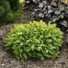 Spring Hill Nurseries 2.25 Gal. Pot Green Velvet Boxwood (Buxus), Live Broadleaf Evergreen Shrub (1-Pack)