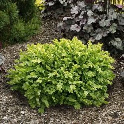 Spring Hill Nurseries 2.25 Gal. Pot Green Velvet Boxwood (Buxus), Live Broadleaf Evergreen Shrub (1-Pack)