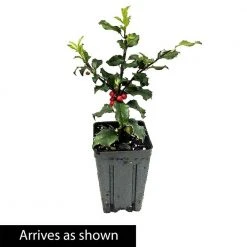 Spring Hill Nurseries 4 in. Pot Blue Princess Holly (Ilex), Live Broadleaf Evergreen Shrub (1-Pack) 5 Spring Hill Nurseries 4 in. Pot Blue Princess Holly (Ilex), Live Broadleaf Evergreen Shrub (1-Pack) -Spring Hill Nurseries Shop spring hill nurseries bushes 83537 4f 1000