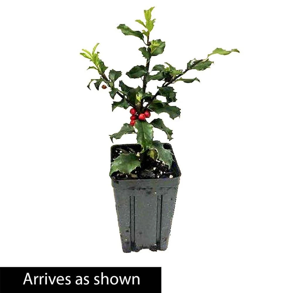 Spring Hill Nurseries 4 in. Pot Blue Princess Holly (Ilex), Live Broadleaf Evergreen Shrub (1-Pack) 3 Spring Hill Nurseries 4 in. Pot Blue Princess Holly (Ilex), Live Broadleaf Evergreen Shrub (1-Pack) - Image 3