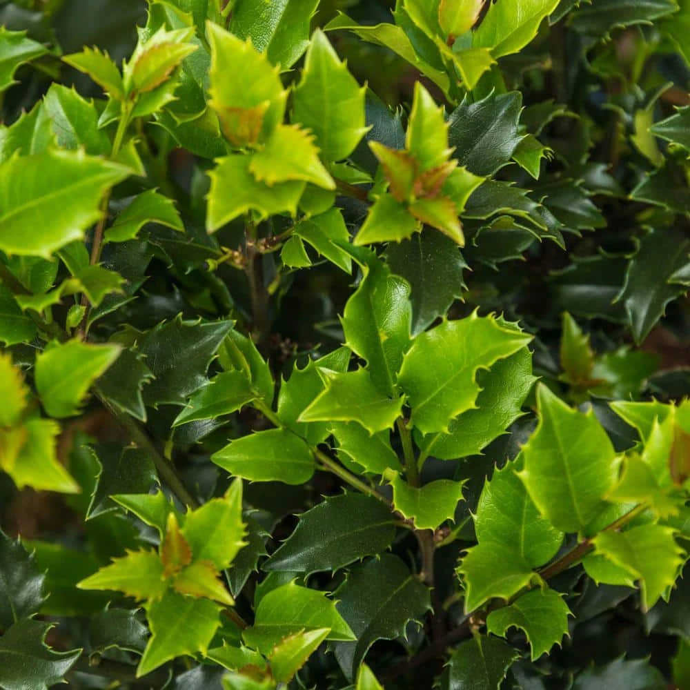 Spring Hill Nurseries 4 in. Pot Blue Princess Holly (Ilex), Live Broadleaf Evergreen Shrub (1-Pack) 1 Spring Hill Nurseries 4 in. Pot Blue Princess Holly (Ilex), Live Broadleaf Evergreen Shrub (1-Pack)