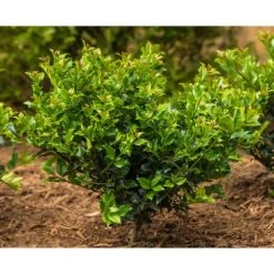 Spring Hill Nurseries 2.50 Qt. Pot Blue Princess Holly (Ilex), Live Broadleaf Evergreen Shrub (1-Pack) 5 Spring Hill Nurseries 2.50 Qt. Pot Blue Princess Holly (Ilex), Live Broadleaf Evergreen Shrub (1-Pack) -Spring Hill Nurseries Shop spring hill nurseries bushes 83546 4f 1000