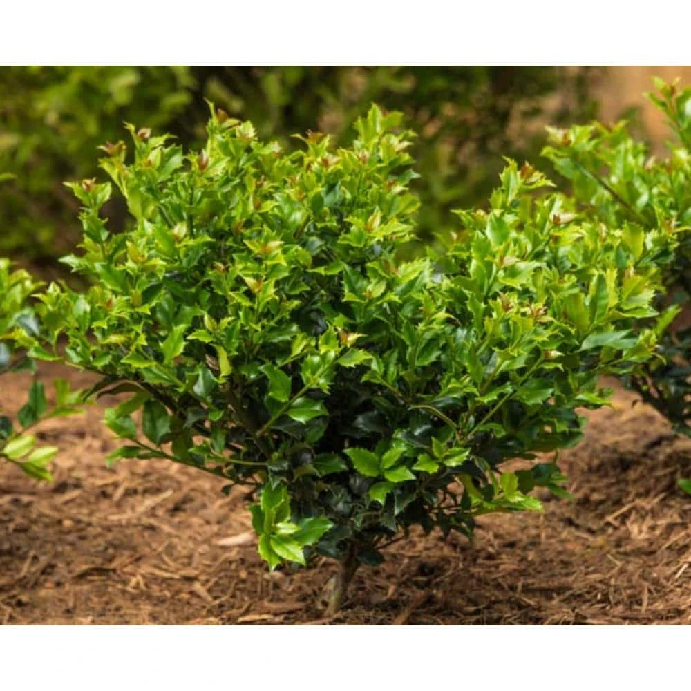 Spring Hill Nurseries 2.50 Qt. Pot Blue Princess Holly (Ilex), Live Broadleaf Evergreen Shrub (1-Pack) 3 Spring Hill Nurseries 2.50 Qt. Pot Blue Princess Holly (Ilex), Live Broadleaf Evergreen Shrub (1-Pack) - Image 3