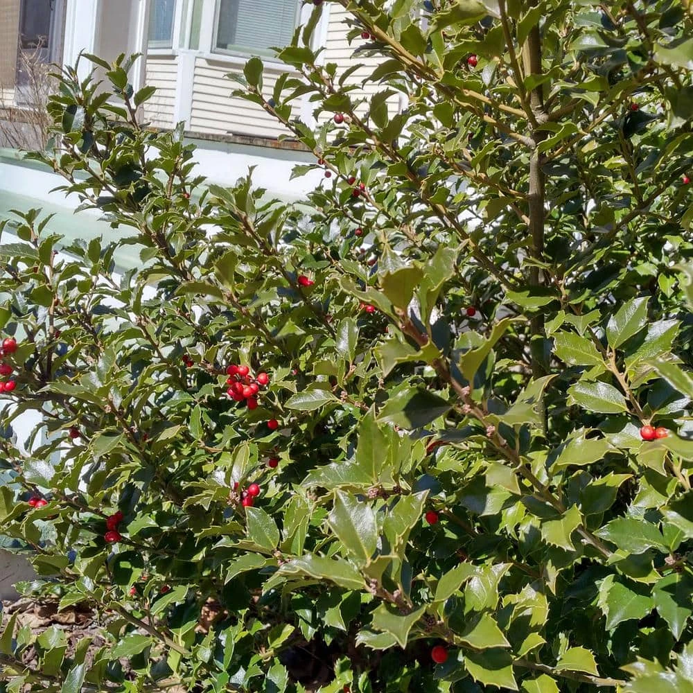 Spring Hill Nurseries 2.50 Qt. Pot Blue Princess Holly (Ilex), Live Broadleaf Evergreen Shrub (1-Pack) 1 Spring Hill Nurseries 2.50 Qt. Pot Blue Princess Holly (Ilex), Live Broadleaf Evergreen Shrub (1-Pack)