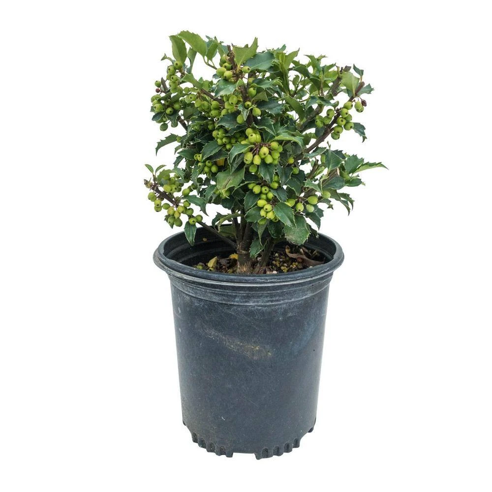 Spring Hill Nurseries 2.50 Qt. Pot Blue Princess Holly (Ilex), Live Broadleaf Evergreen Shrub (1-Pack) 2 Spring Hill Nurseries 2.50 Qt. Pot Blue Princess Holly (Ilex), Live Broadleaf Evergreen Shrub (1-Pack) - Image 2