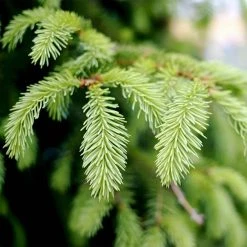 Spring Hill Nurseries 2.50 Qt. Pot Black Hills Spruce (Picea), Live Evergreen Shrub (1-Pack) -Spring Hill Nurseries Shop spring hill nurseries bushes 83548 4f 1000
